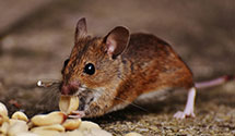 24 Hour & Emergency Exterminators in Elmira, OR
